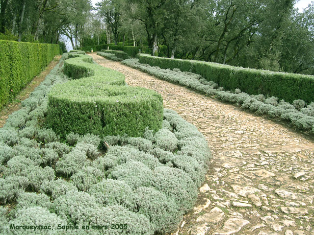 marqueyssac: les romarins